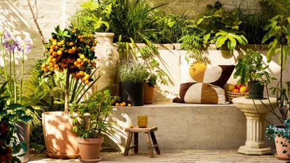 An outdoor garden space with potted citrus and other plants in terracotta pots near a bench