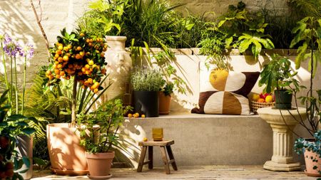 An outdoor garden space with potted citrus and other plants in terracotta pots near a bench
