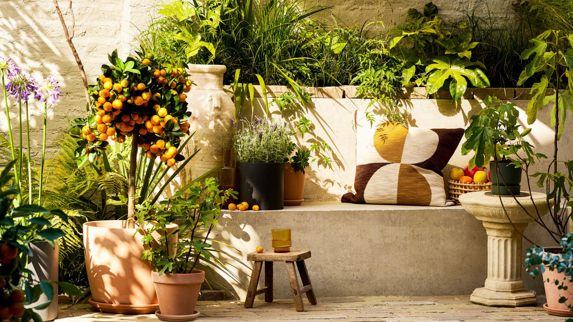 An outdoor garden space with potted citrus and other plants in terracotta pots near a bench