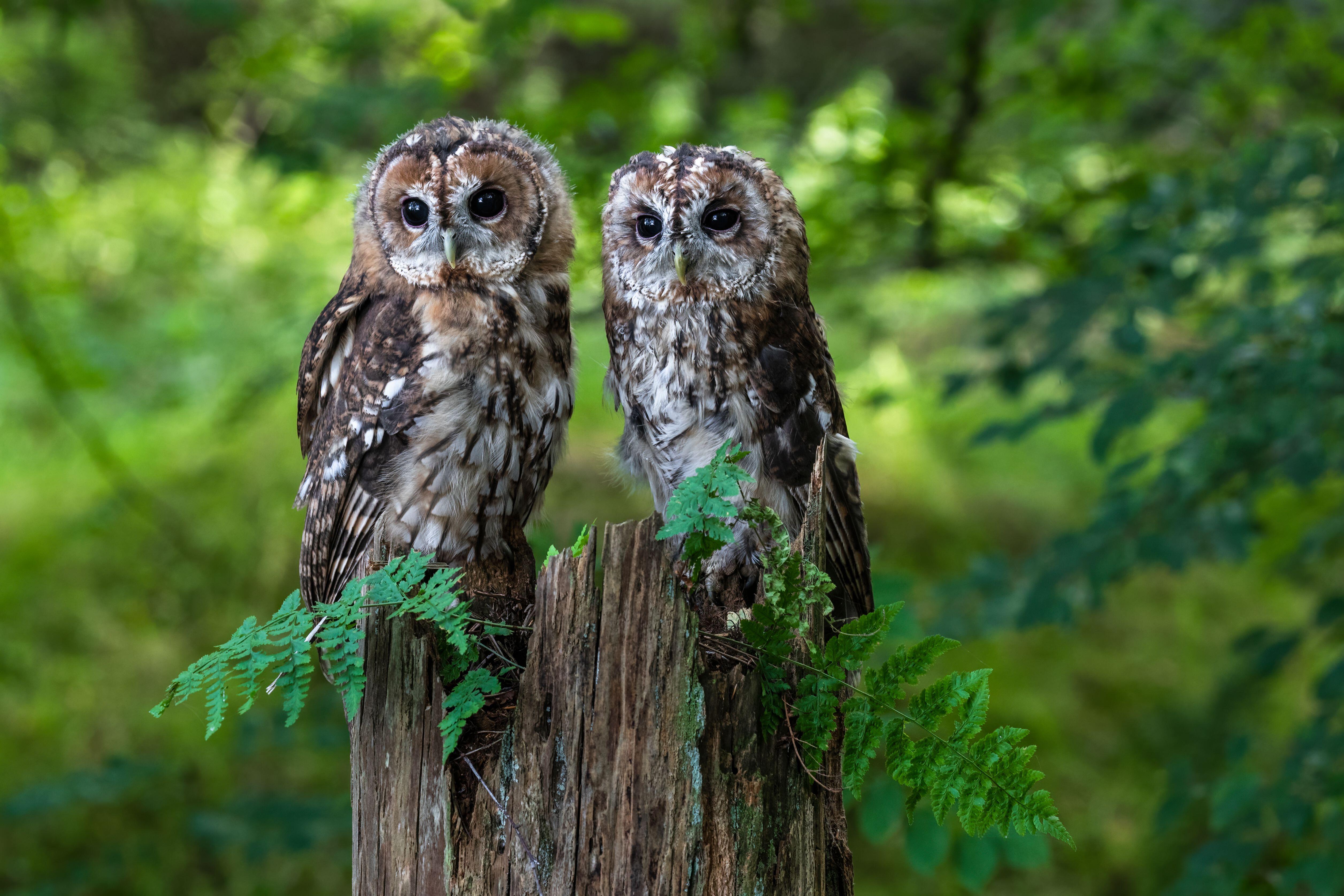 A pair of Tawny owls sit on a broken tree stump staring at the camera