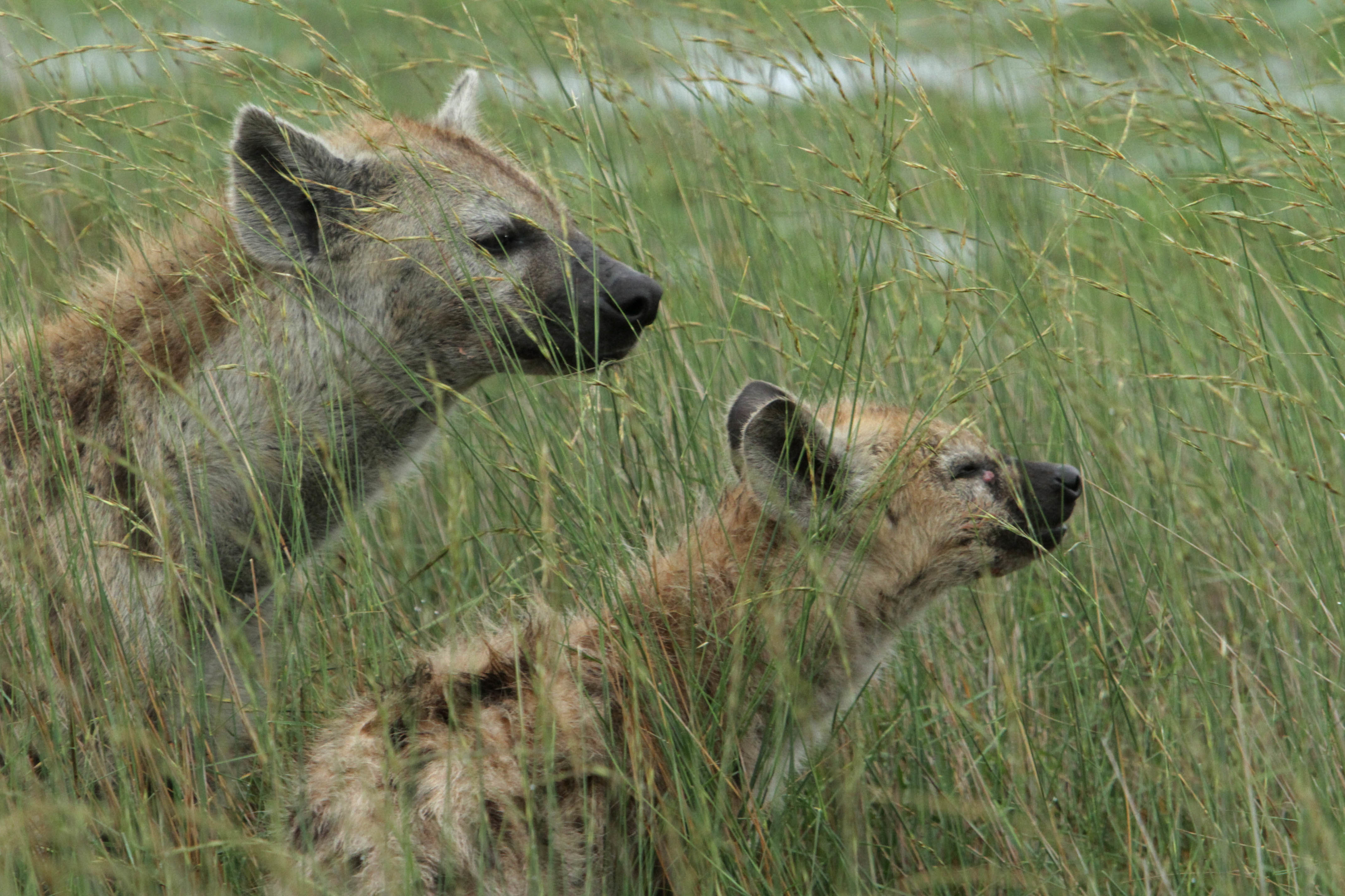 TV tonight The hyenas are on the move