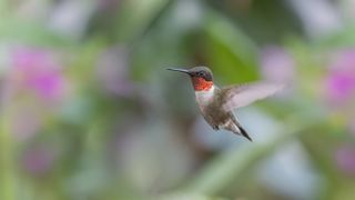 male Ruby-throated Hummingbird flying in the garden.