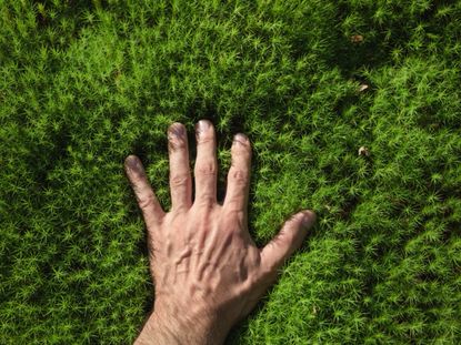 A Hand On Moss In The Garden