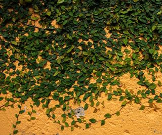 Creeping fig with green foliage climbing over a peach-coloured wall