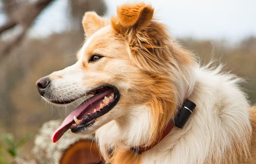 10-dog-lover-gifts-to-help-upgrade-your-pet-s-life-techradar