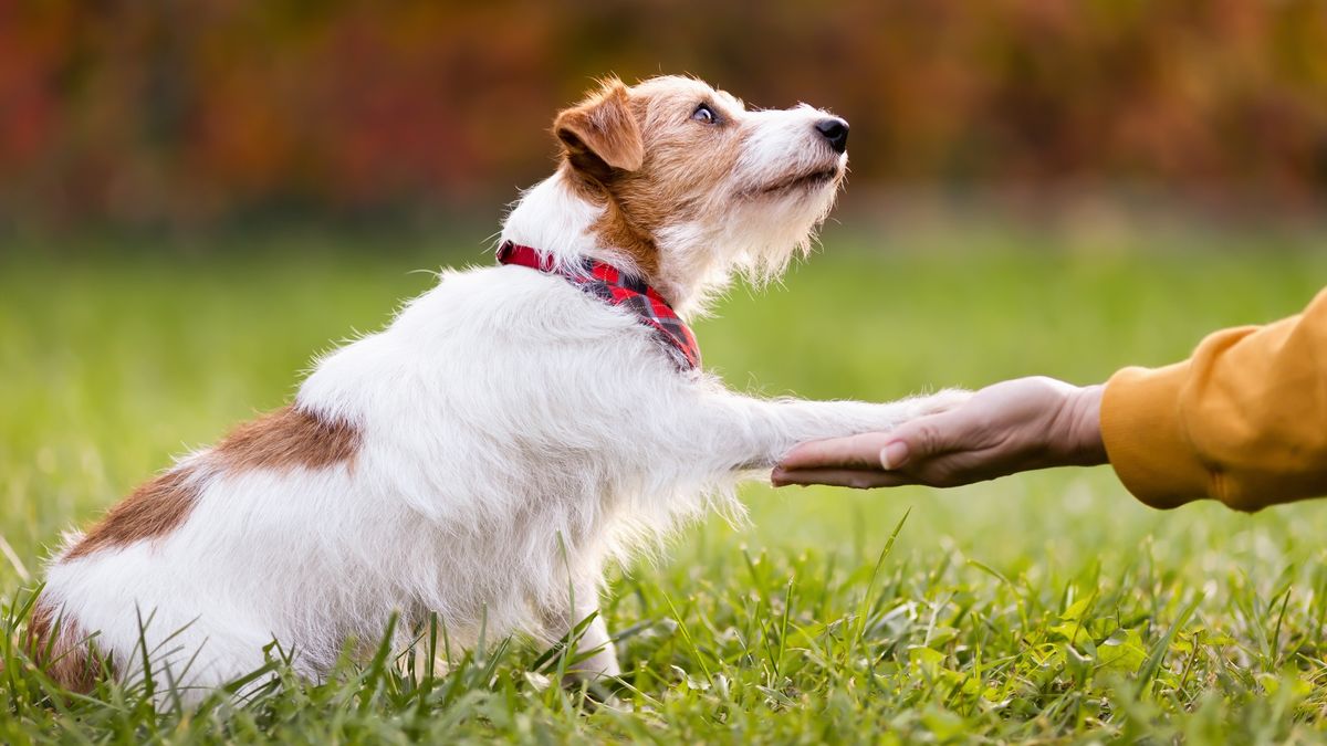 Cute pet dog looking to her owner trainer and giving paw