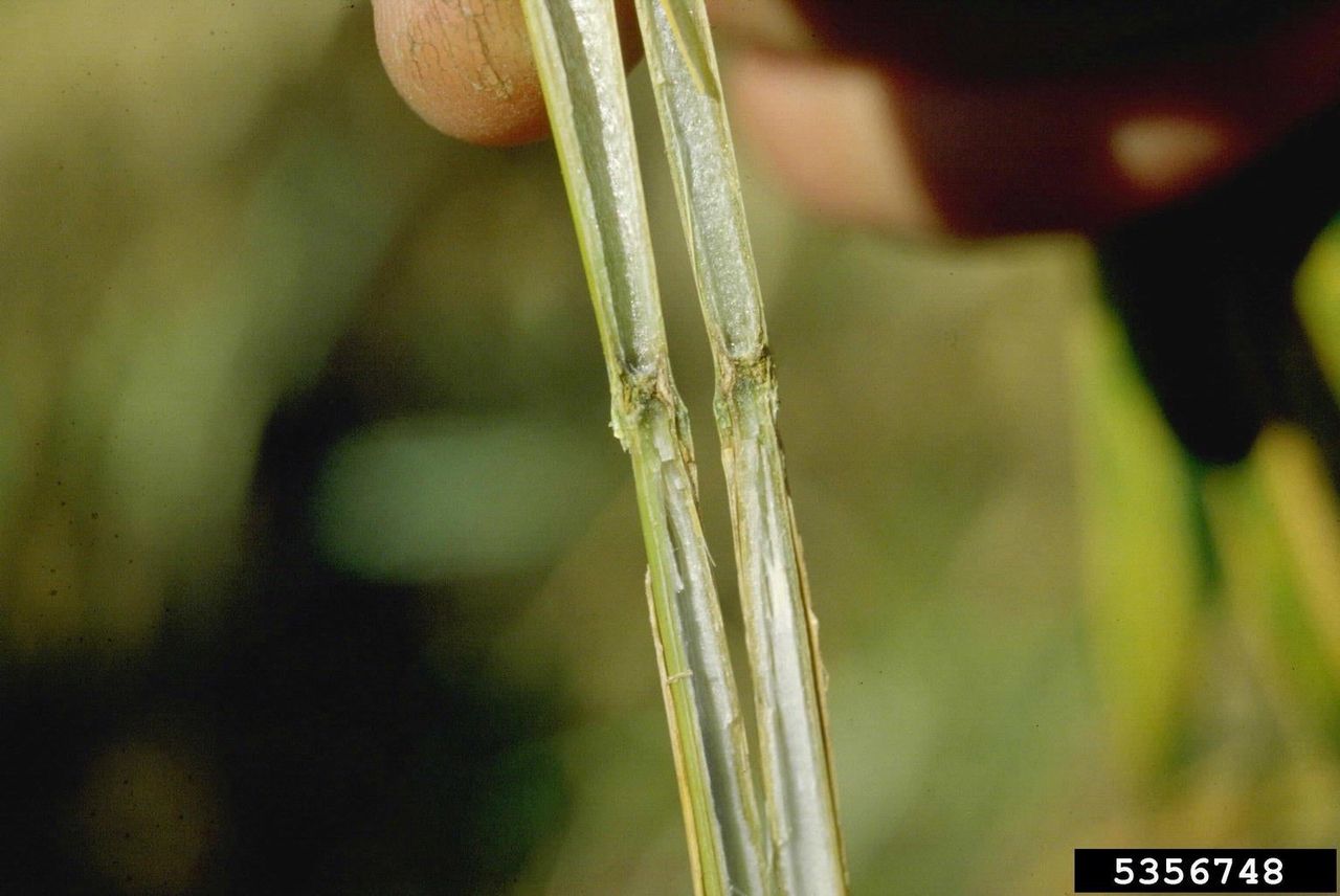 Barley Take-All Disease On Plant