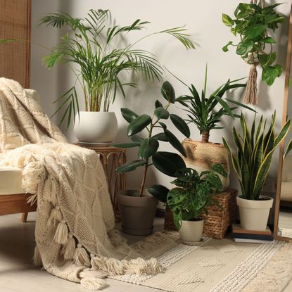 houseplants and chair with pale throw and soothing decor