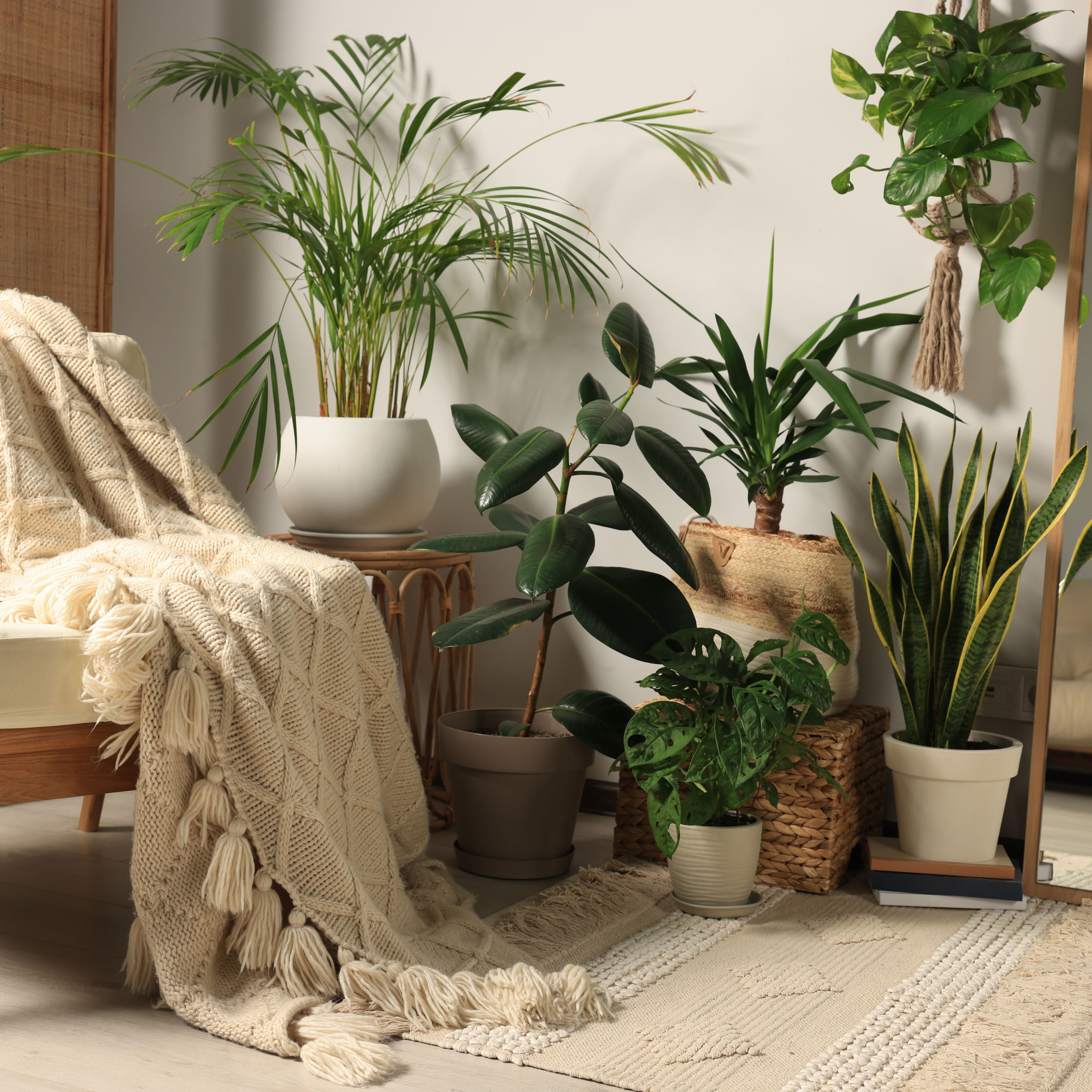 houseplants and chair with pale throw and soothing decor