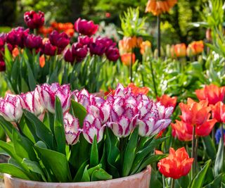 colorful tulips in containers