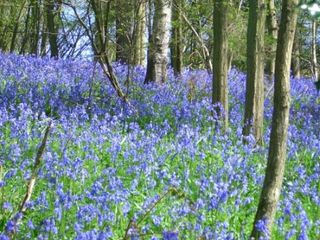 bluebells