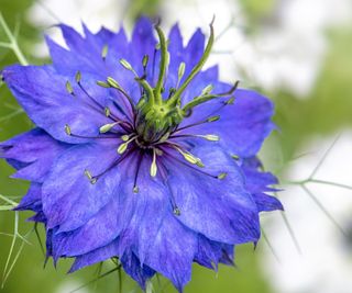 Nigella damascena, Love in the mist