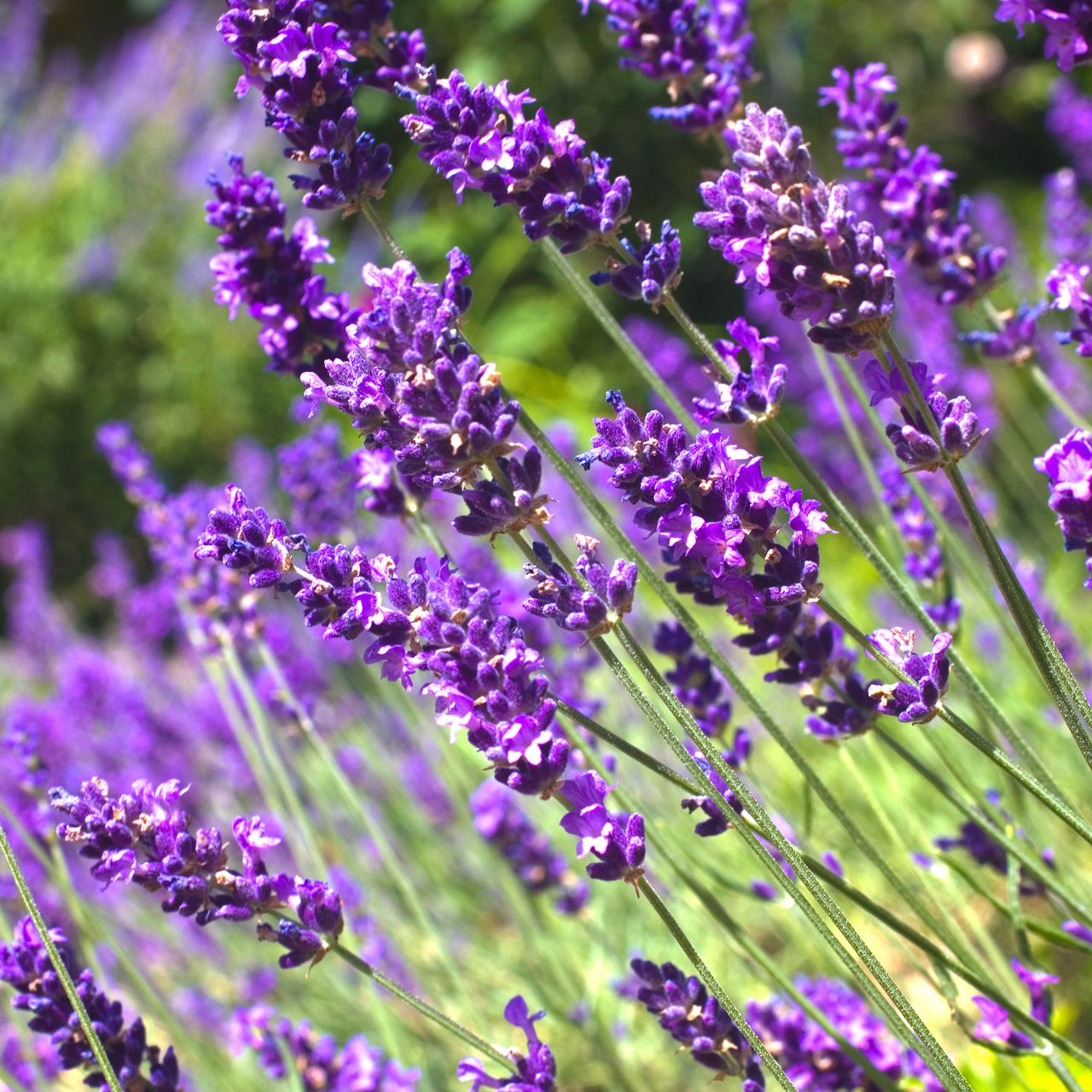 How to grow lavender from seed even using dried seed heads Ideal Home