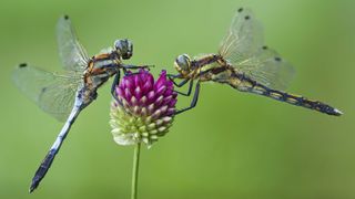 Close up of two damselflies on a flower taken with the Sony Alpha 7R V and FE 70-200mm f/4 G OSS II lens