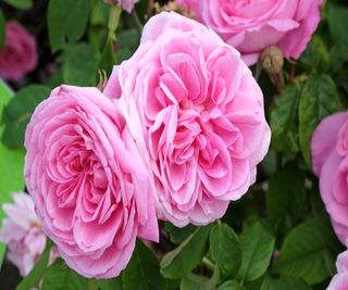 Rosa 'Gertrude Jekyll' is a repeat flowering climber with large flowers and a strong scent