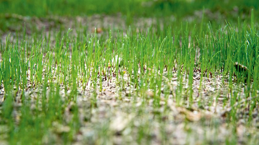 Shoots of new grass growing from freshly sowed grass seed