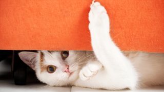 Dilute calico cat hiding under orange couch