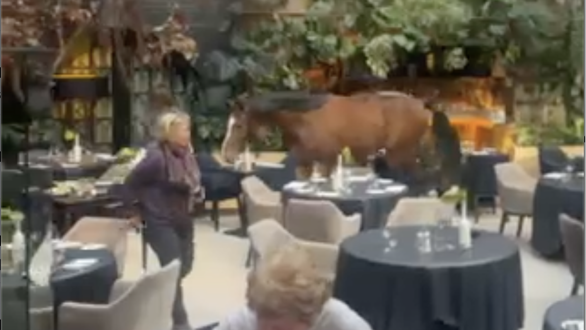 The bay horse between tables in the restaurant