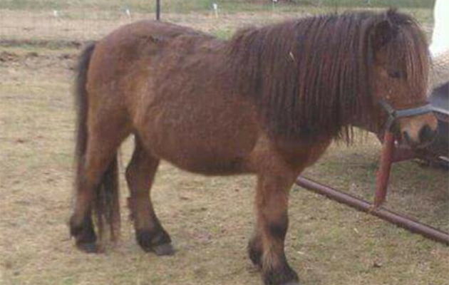 pony shot and skinned