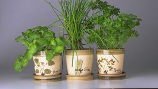 basil, chives and parsley