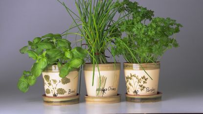 best herbs to grow at home include basil, chives and parsley