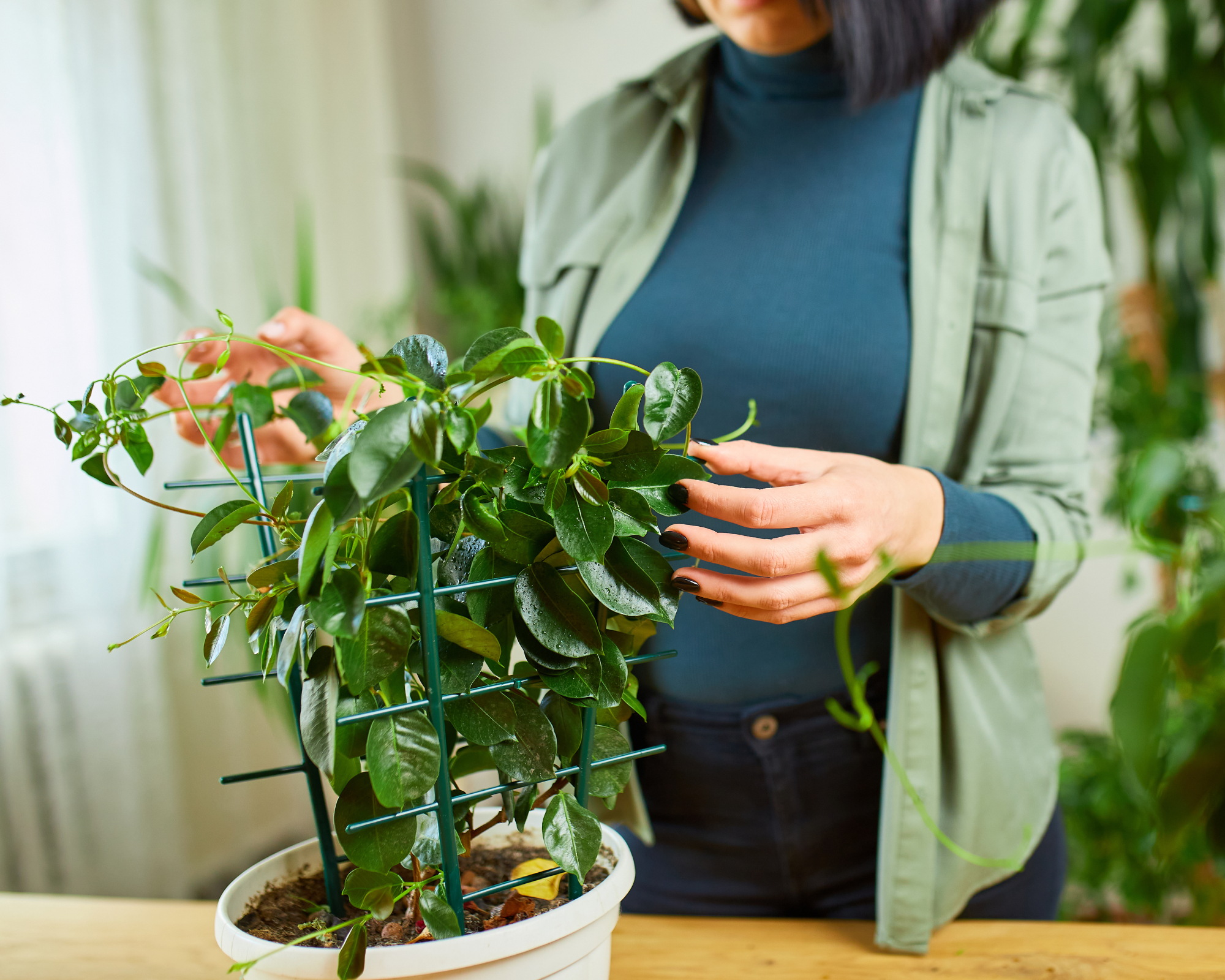 woman caring for mandevilla indoors