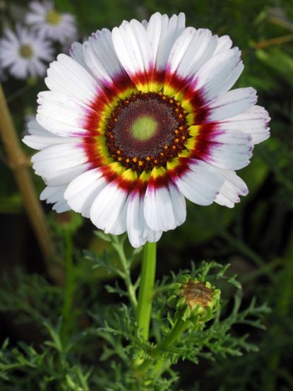 White Zulu Prince Flower With Colorful Center