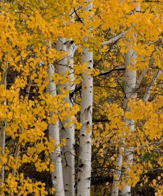 fall colored leaves and white bark of Quaking Aspen tree, also known as populus tremuloides