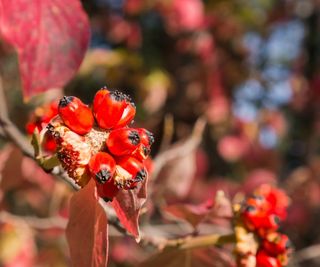 Pacific dogwood shrub with red berries in the fall