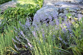 Pollinator-friendly plants in rock garden including catmint