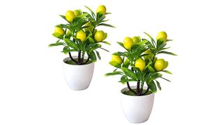 best lemon tree