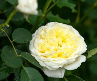 Rosa 'The Pilgrim' with white-cream blooms and lush green foliage in a garden