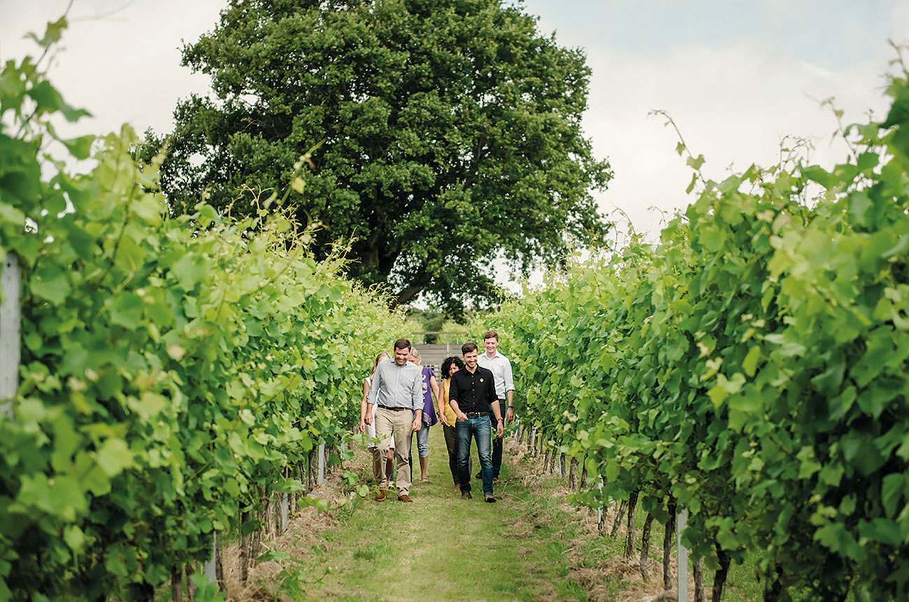 Gusbourne estate vineyard tour