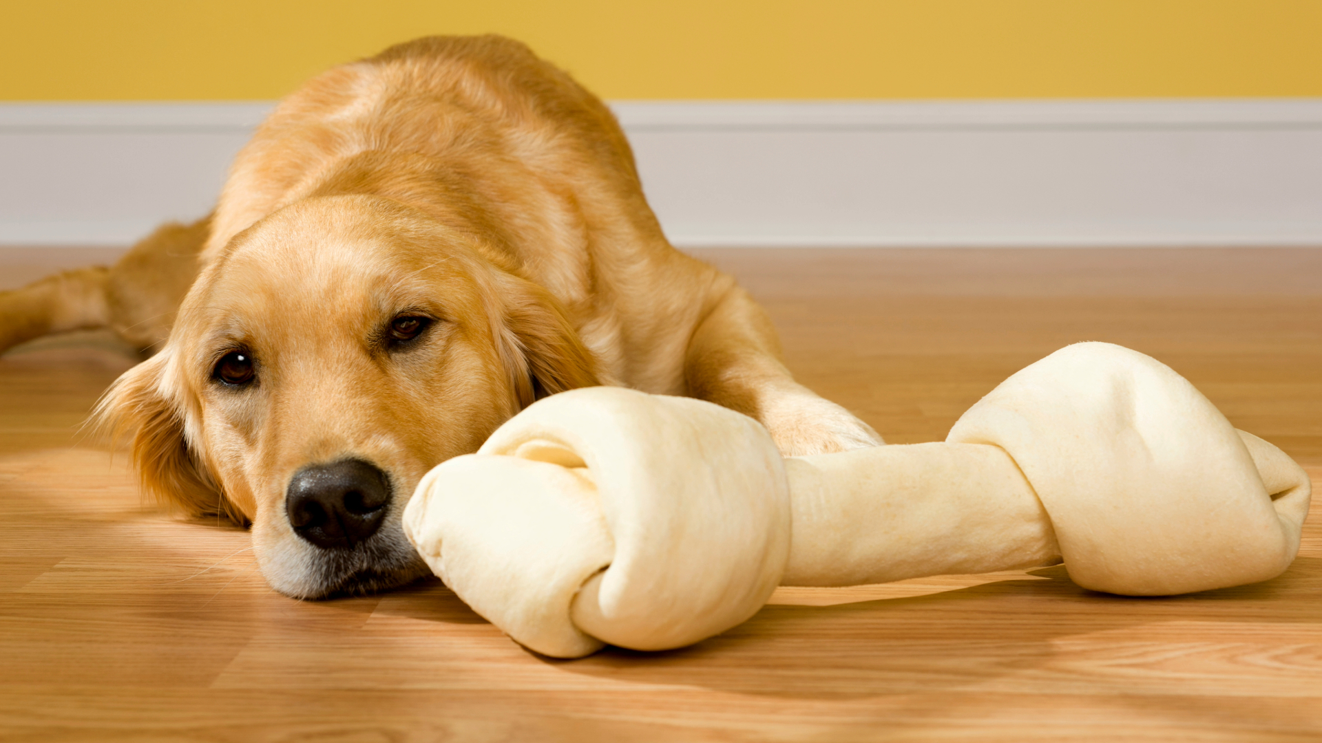 Dog lying down behind a rawhide bone looking bored