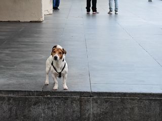 A dog looking at the camera stood on stone steps in Barcelona