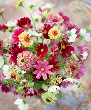 cosmos and zinnia collection from sarah Raven