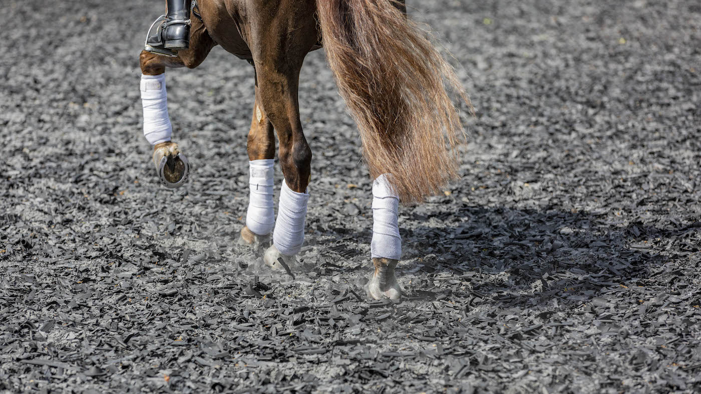 HAH00.lb_stockspring23.DRESSAGE_SCHOOLING_STOCK_20230517_1395.jpg