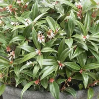 Sarcococca hookeriana Winter Gem - Fragrant Sweet Box | Was £17.99, now £12.99 at Gardening Express