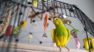 Green and yellow bird standing in cage