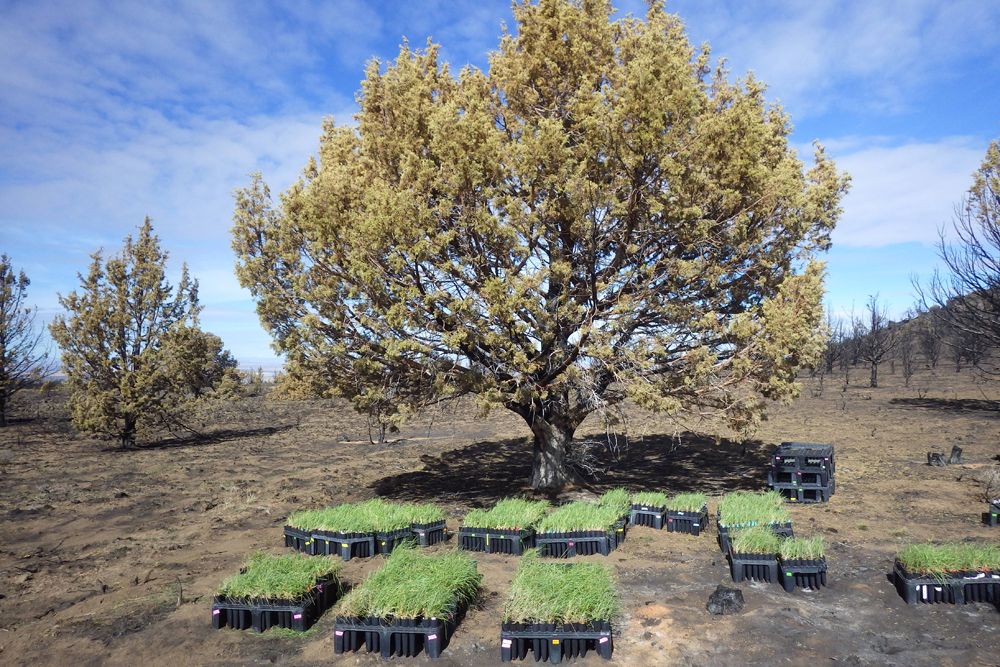 Bluebunch wheatgrass for Steens Mountain Range