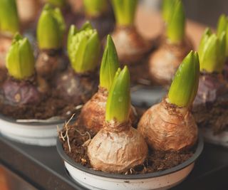 Amaryllis bulbs sprouting in pots