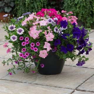 Sophistication Easyplanter For Hanging Baskets & Patio Pots