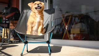 Helinox Chair Zero camping chair outside in the sun with a dog sitting on it