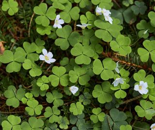 wood sorrel flowering in garden