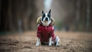 Dog wearing jacket