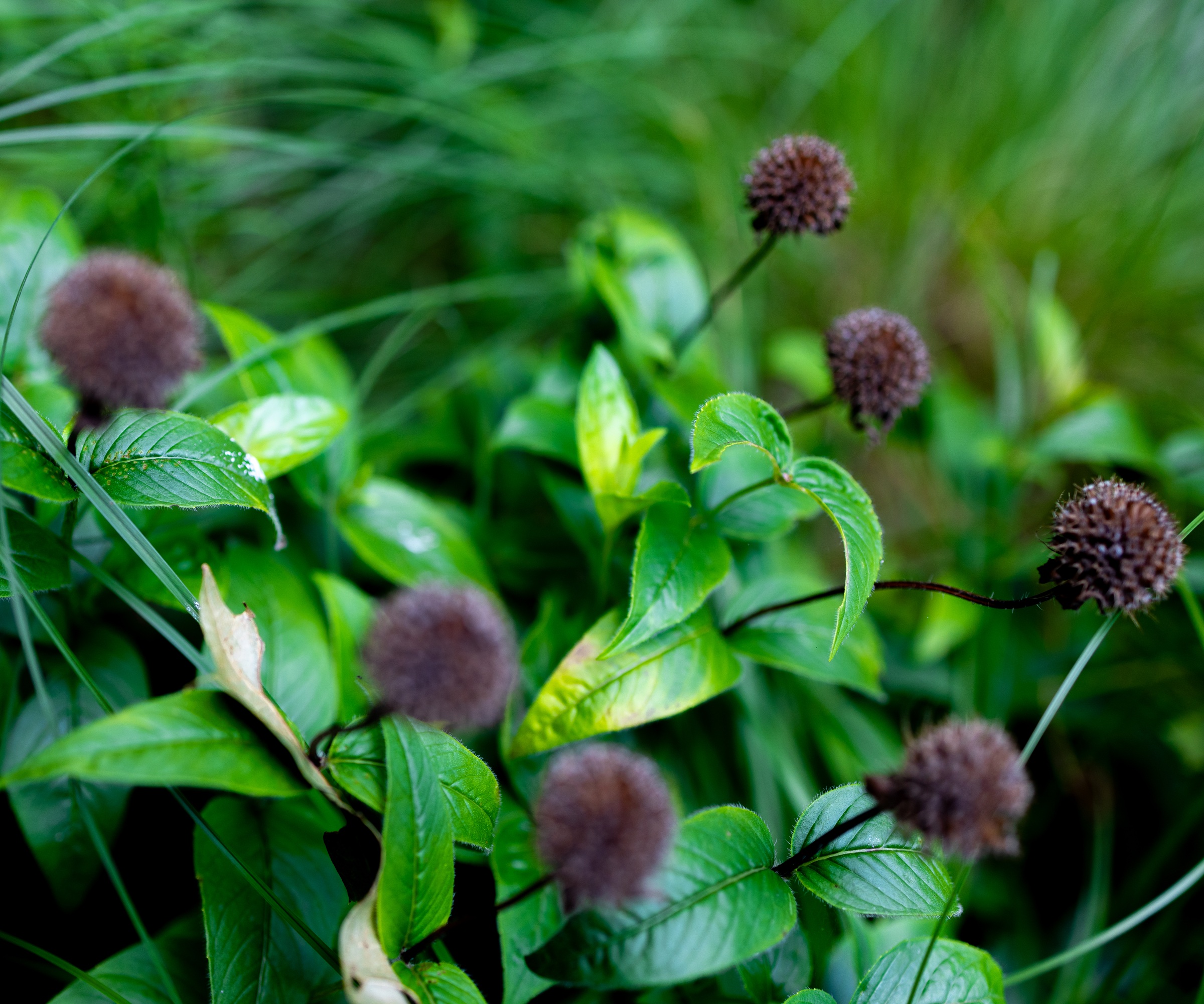patch of dry monarda bee balm seed head