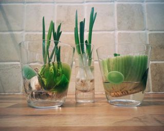 Vegetables Growing In Glasses On Counter