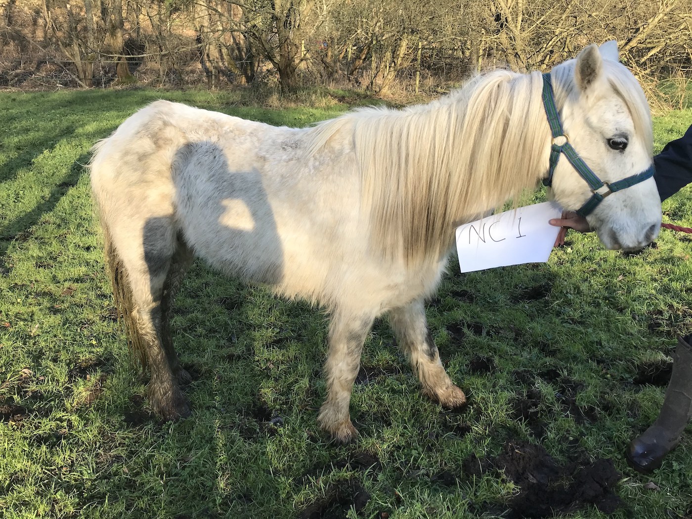 RSPCA Moor Park Lane