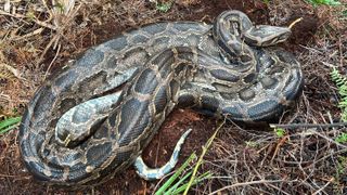 Burmese python after vomiting up the deer.
