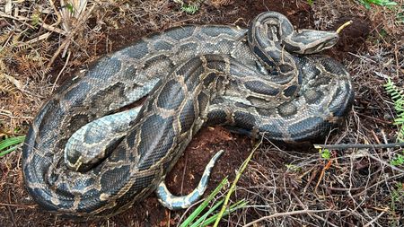 Burmese python after vomiting up the deer.